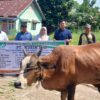 Jelang Hari Raya Idul Adha 1446 H, PT Musim Mas salurkan Hewan Qurban ke Desa Sekitar