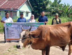 Jelang Hari Raya Idul Adha 1446 H, PT Musim Mas salurkan Hewan Qurban ke Desa Sekitar