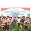 Dukung Swasembada Pangan 2025, Kapolres Pelalawan Ikut Panen Raya Jagung Serentak